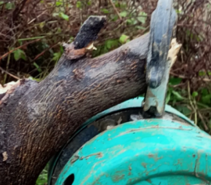 可以用倒鏈拔樹嗎？倒鏈拔樹的方法介紹